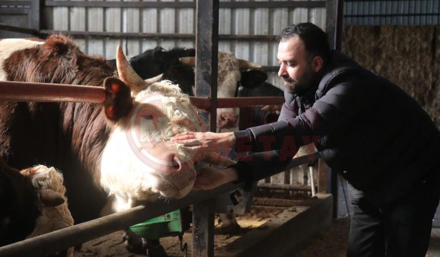 Kurbanlık alışverişinde erken alım hareketliliği