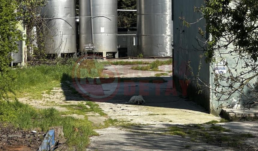 Süt mağdurlarının 10 yıllık alacak nöbeti