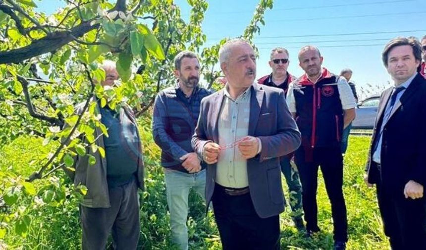 Ayvada kalıntısız üretim hamlesi