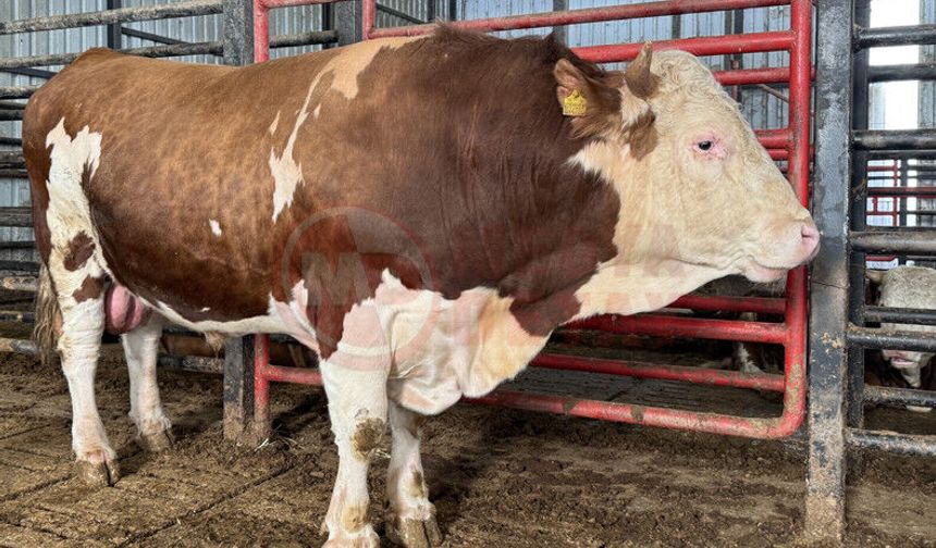 1,5 tonluk dev tosun 950 bin liraya satışta