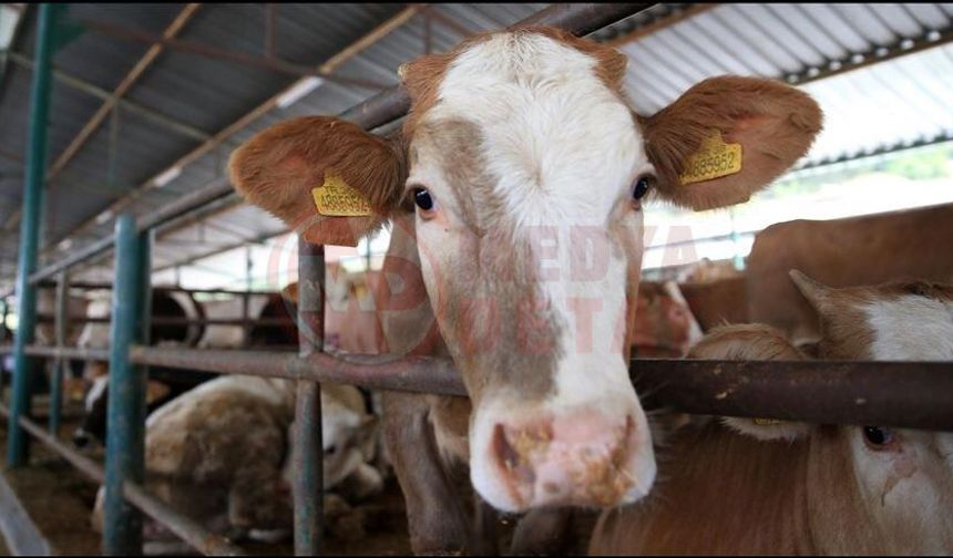 Hayvancılıkta dijital dönem başlıyor!