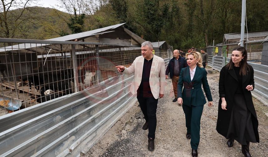 Sokak hayvanları için  modern yaşam alanı yükseliyor