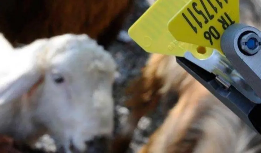 Hayvan sahiplerine aşı ve küpe ücretlerinde önemli ayar...