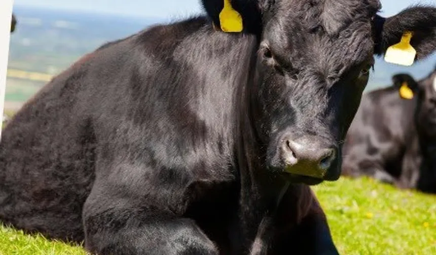 'Kırsalda Bereket'te 9. etap...