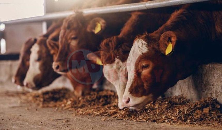 Kurbanlık seçiminde kritik uyarı!