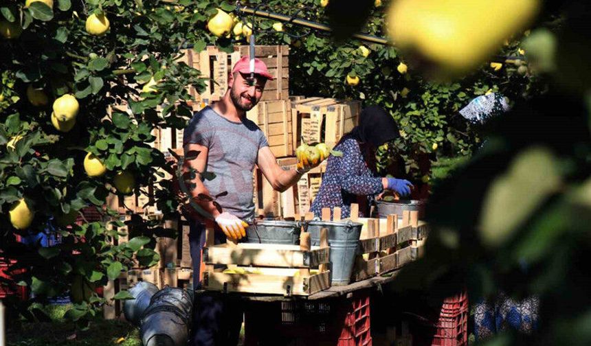 Geyve Ayvası ile ilgili süreç devam ediyor