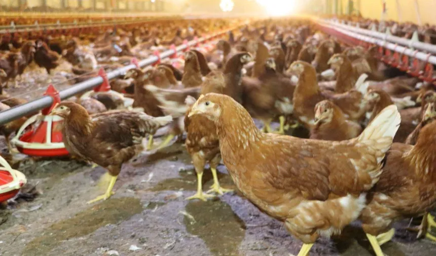 Yaklaşık 2 milyar adet yumurta üretildi