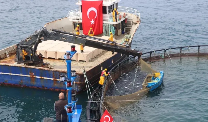 Türk somonu ihracatta rekor yolunda!