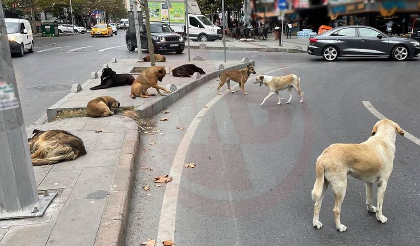 Erenler’e Yeni Hayvan Bakımevi geliyor