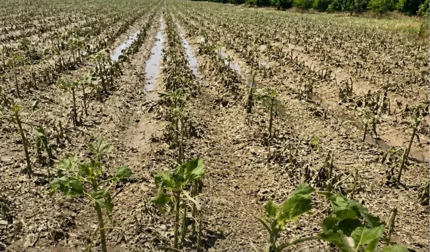 900 bin dekara yakın tarım arazisi doğal afetlerden zarar gördü