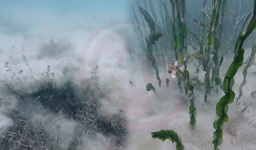 Sapanca Gölü'nde pamuksu oluşumu