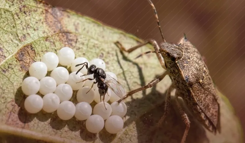 Kahverengi kokarca ile biyolojik mücadelede yeni adım!