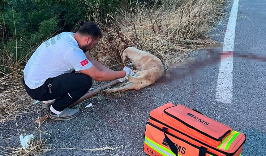 Yaralı köpeğe ilk müdahaleyi sağlık ekibi yaptı