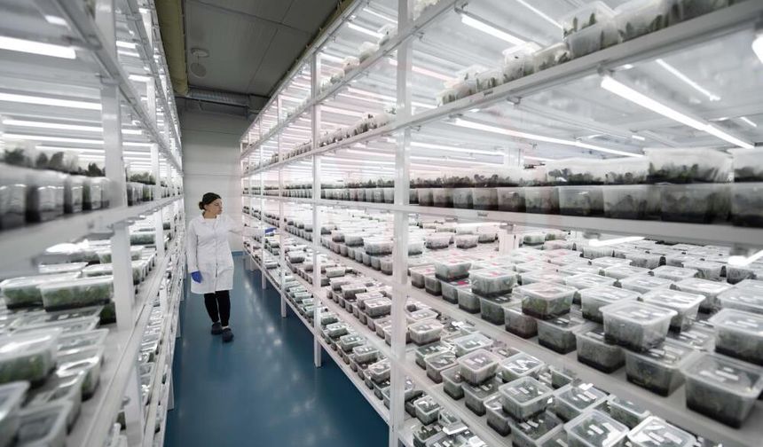 Bu tesis doku kültürü yöntemi ile yıllık 13 milyon orkide üretiyor