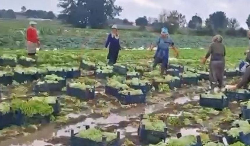 Tarım arazilerinde  çamurla savaş veriliyor!