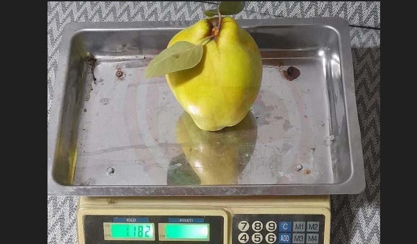 Dalların altın sarısı tartıyı zorladı
