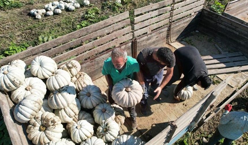 Beyaz Elmasın hasadı başladı