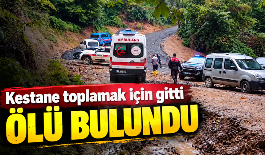 Kestane toplamak için gitti ölü bulundu