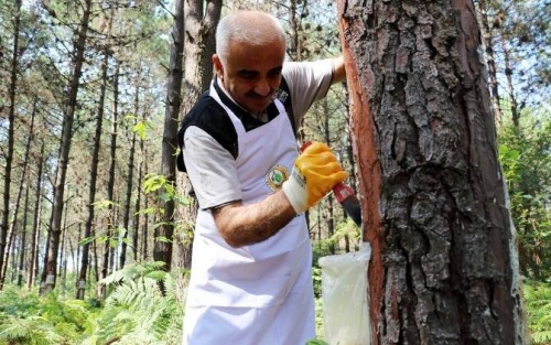 sakarya_orman_bolge5