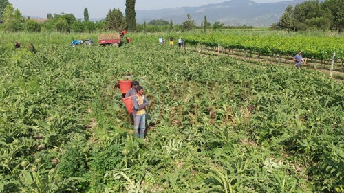 enginar_hasadi2