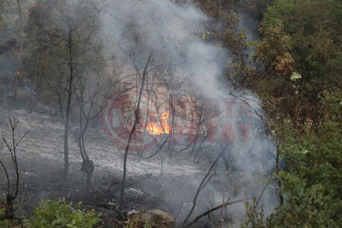 15_hektar_alan_kul_oldu4