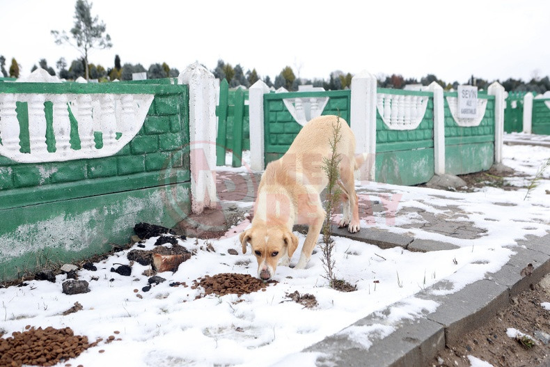 Buyuksehir Sokak Hayvanlarini Unutmadi (2)