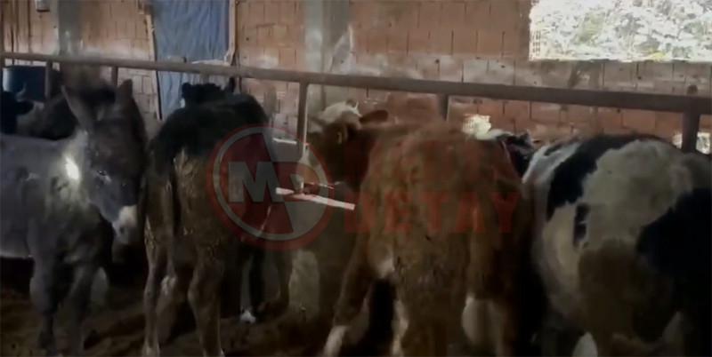 Hayvan Hirsizlari Yakalandi5