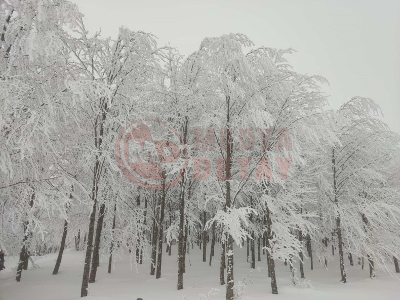 Sakarya Kar Agac (2)