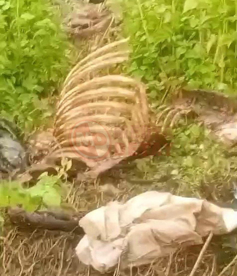 Sakaryada Tek Tirnakli Hayvan Kemikleri Bulundu