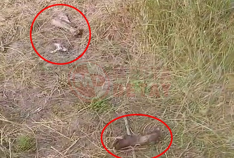 Sakaryada Tek Tirnakli Hayvan Kemikleri Bulundu1