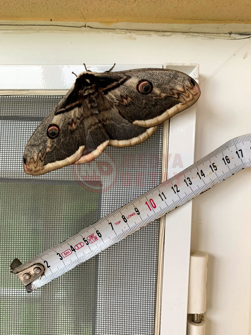 Van Goghun Ilham Kaynagi Kelebek3