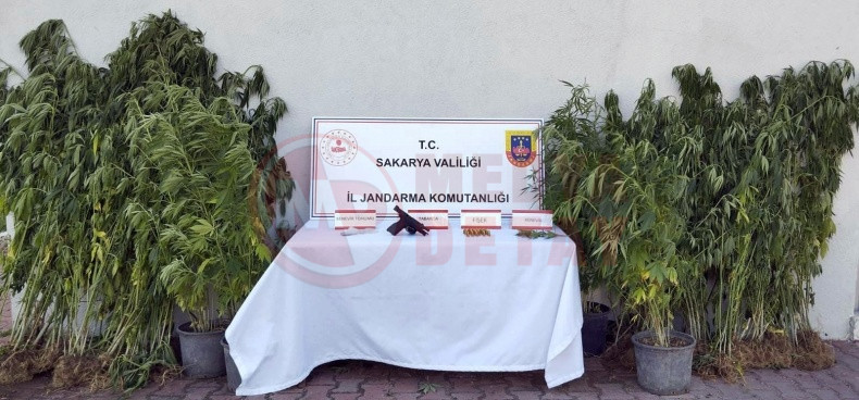 Sakaryada Yuzerce Kok Kenevir Ele Gecirildi (2)