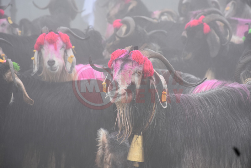 Yayla Gocu6
