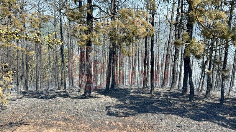 Sakarya Duzce Sinirinda Yangin6