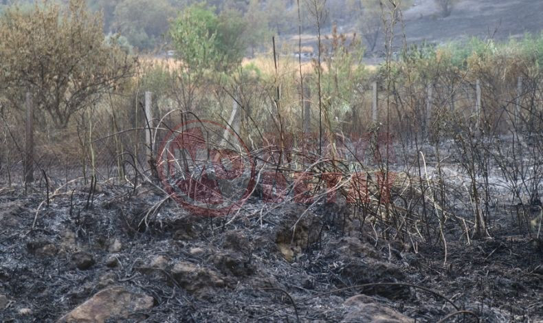 Sakarya Orman Yangini Devam Ediyor (1)