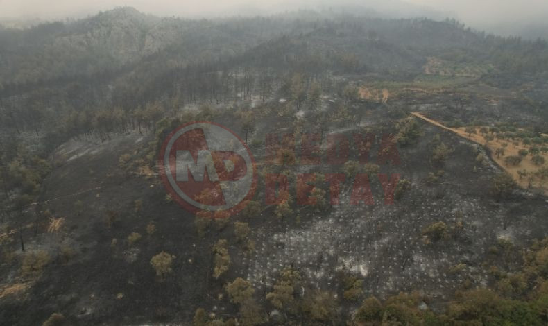 Sakarya Orman Yangini Suruyor (1)