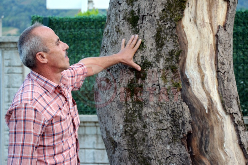 Asirlik Cinar Agaclari Kuruyor (1)