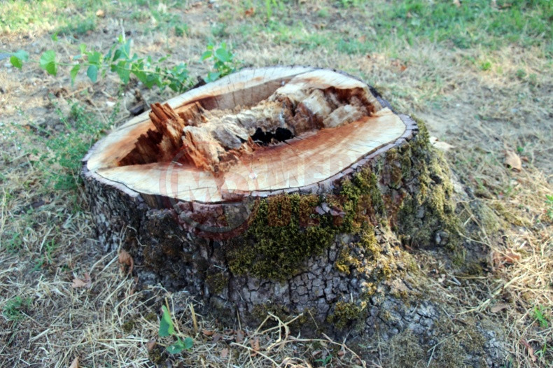 Asirlik Cinar Agaclari Kuruyor (4)