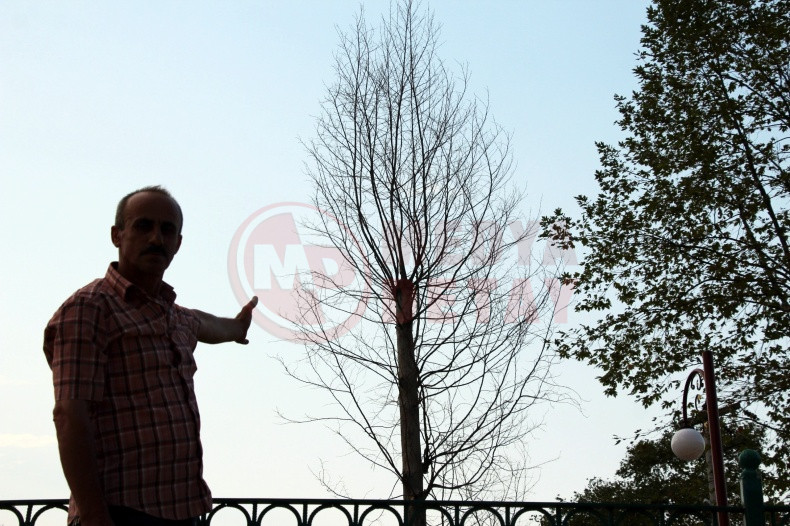 Asirlik Cinar Agaclari Kuruyor (5)