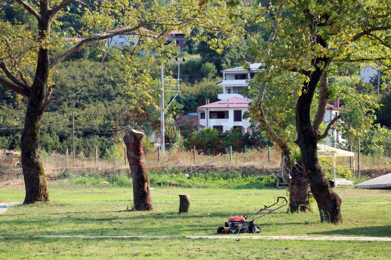 Asirlik Cinar Agaclari Kuruyor (6)