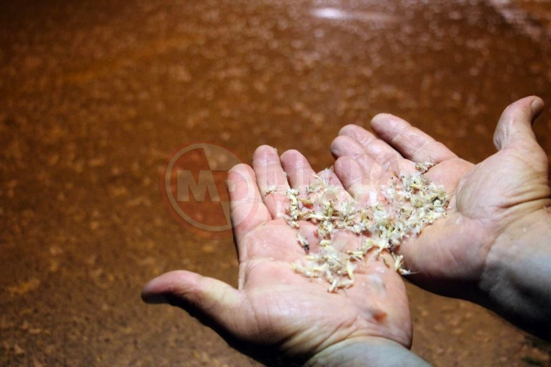 Bir Gun Sinekleri Olum Dansi (1)