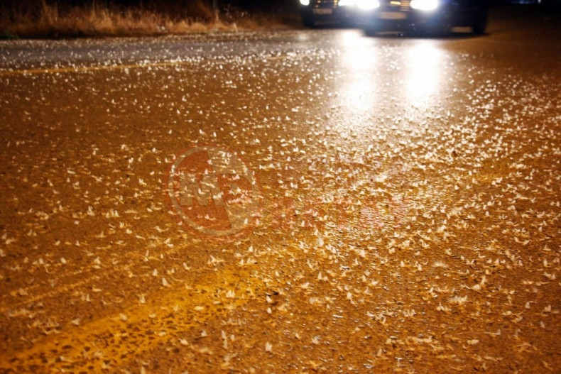 Bir Gun Sinekleri Olum Dansi (2)