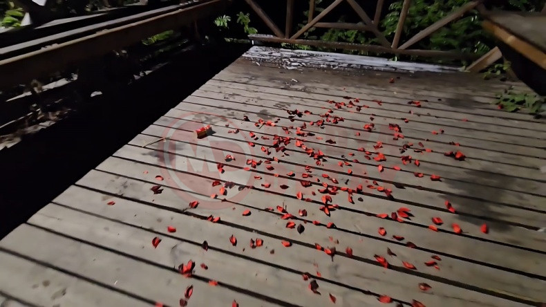 Eglence Icin Yaktilar Ormani Yaktilar (2)