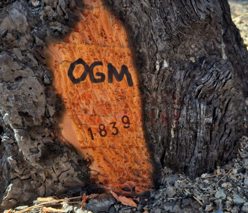 Geyve Yanan Ormanlar Yeniden Yeseriyor (2)