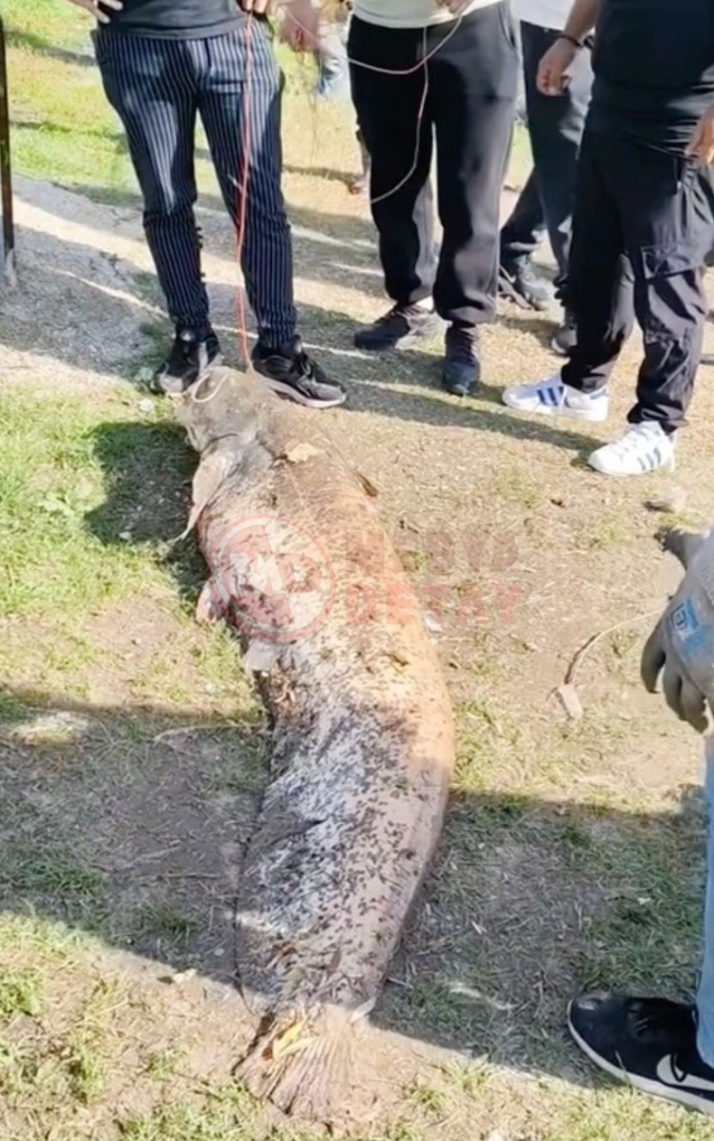 Oltasina 50 Kiloluk Balik Yakalandi (2)