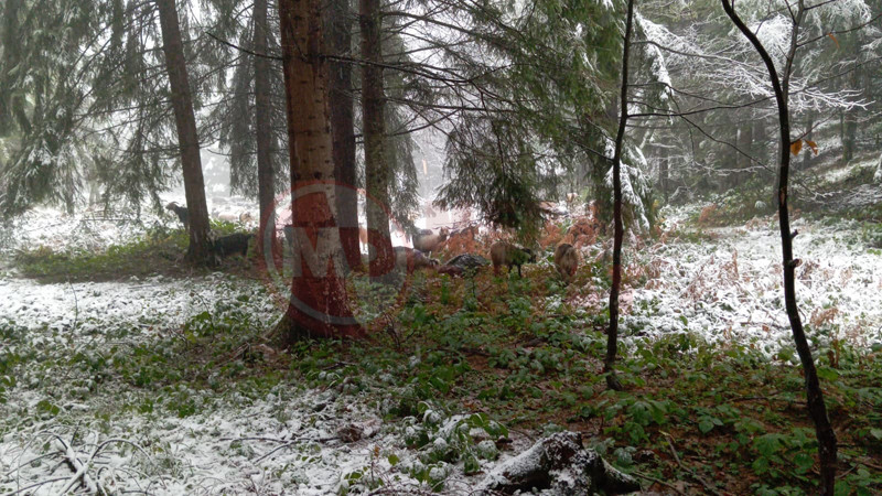 Dikmen Yaylasi Kar Altinda2