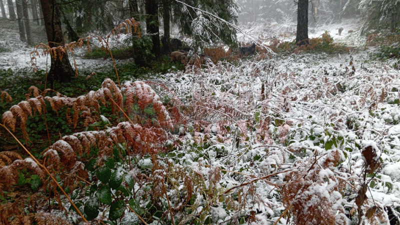 Dikmen Yaylasi Kar Altinda3