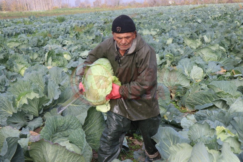 Lahana Hasadina Devam Ediliyor (1)