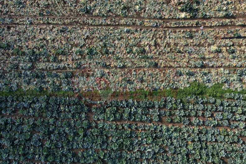 Lahana Hasadina Devam Ediliyor (2)