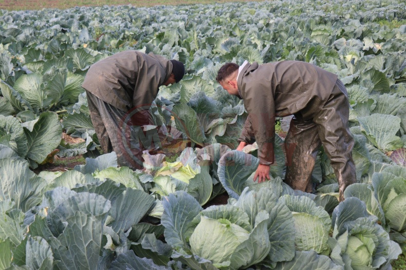 Lahana Hasadina Devam Ediliyor (3)